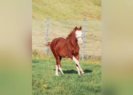 American Quarter Horse, Castrone, 1 Anno, Overo-tutti i colori