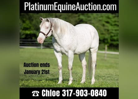 American Quarter Horse, Castrone, 20 Anni, 155 cm, Bianco