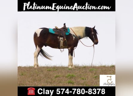 American Quarter Horse, Castrone, 21 Anni, 163 cm, Tobiano-tutti i colori