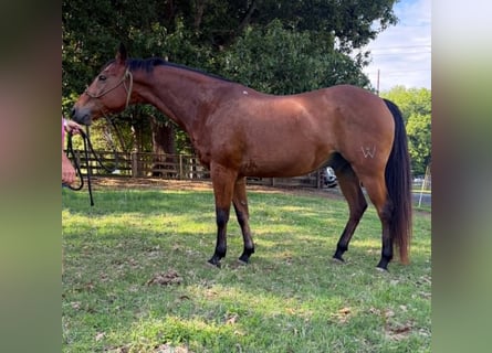 American Quarter Horse, Castrone, 22 Anni, 150 cm, Baio ciliegia