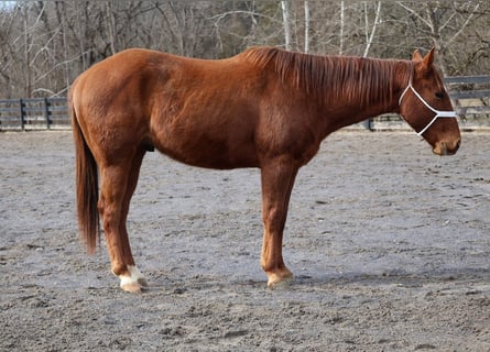 American Quarter Horse, Castrone, 2 Anni, 147 cm, Sauro ciliegia