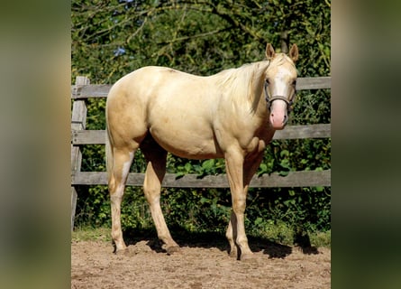 American Quarter Horse, Castrone, 2 Anni, 148 cm, Palomino