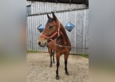 American Quarter Horse, Castrone, 2 Anni, 150 cm, Baio