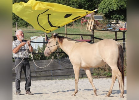 American Quarter Horse, Castrone, 2 Anni, 150 cm, Champagne