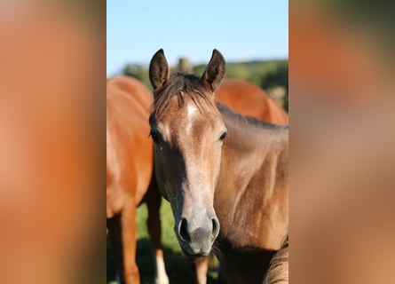 American Quarter Horse, Castrone, 2 Anni, 150 cm, Grigio