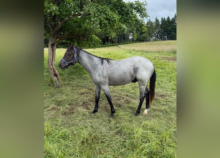 American Quarter Horse, Castrone, 2 Anni, 150 cm, Leardo