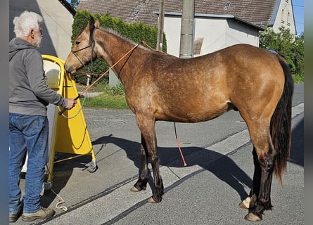 American Quarter Horse, Castrone, 2 Anni, 150 cm, Pelle di daino