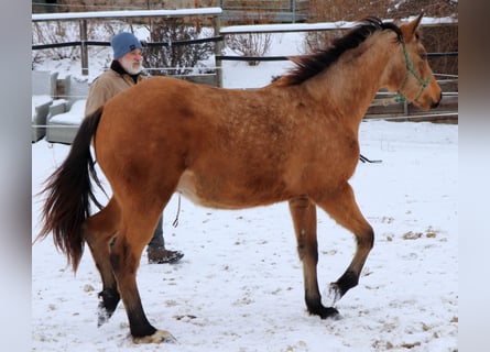 American Quarter Horse, Castrone, 2 Anni, 150 cm, Pelle di daino