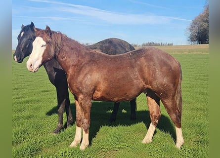 American Quarter Horse, Castrone, 2 Anni, 150 cm, Sauro