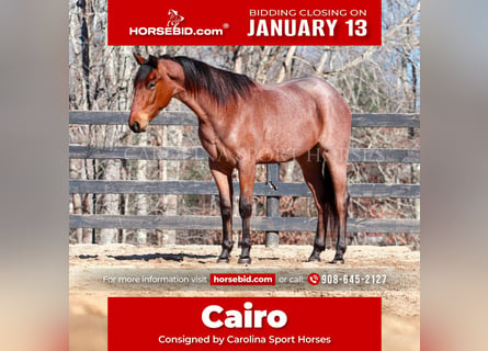 American Quarter Horse, Castrone, 2 Anni, 152 cm, Baio roano