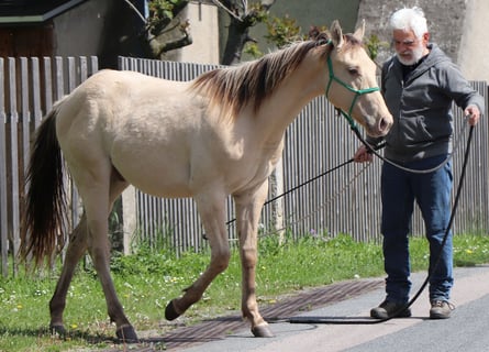 American Quarter Horse, Castrone, 2 Anni, 152 cm, Champagne