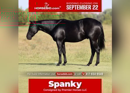 American Quarter Horse, Castrone, 2 Anni, 152 cm, Morello