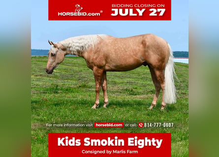American Quarter Horse, Castrone, 2 Anni, 152 cm, Palomino