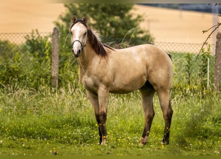 American Quarter Horse, Castrone, 2 Anni, 153 cm, Pelle di daino