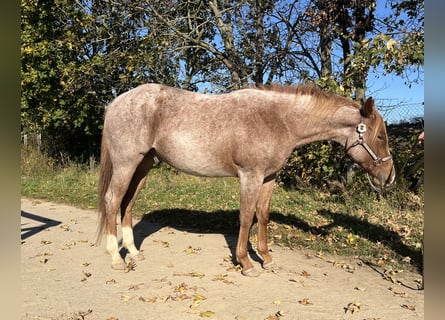 American Quarter Horse, Castrone, 2 Anni, 153 cm, Roano rosso