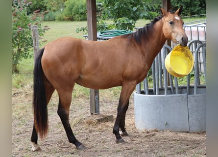 American Quarter Horse, Castrone, 2 Anni, 154 cm, Pelle di daino