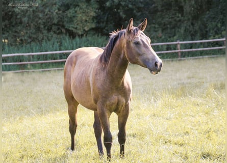 American Quarter Horse, Castrone, 2 Anni, 154 cm, Pelle di daino