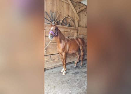 American Quarter Horse, Castrone, 2 Anni, 155 cm, Sauro