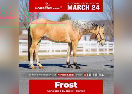 American Quarter Horse, Castrone, 2 Anni, 157 cm, Pelle di daino