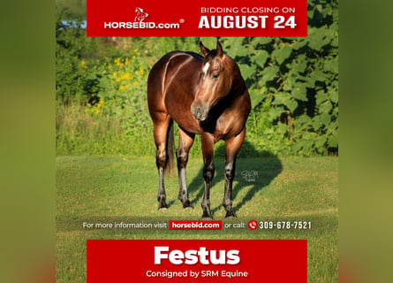 American Quarter Horse, Castrone, 2 Anni, Baio ciliegia