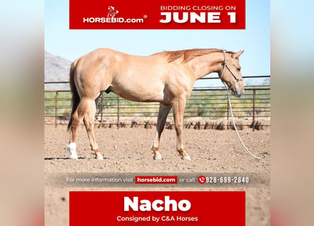 American Quarter Horse, Castrone, 2 Anni, Falbo