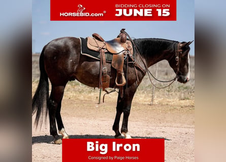 American Quarter Horse, Castrone, 2 Anni, Grigio