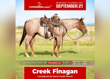 American Quarter Horse, Castrone, 2 Anni, Roano rosso