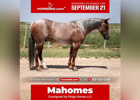 American Quarter Horse, Castrone, 3 Anni, 142 cm, Roano rosso