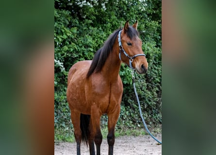 American Quarter Horse, Castrone, 3 Anni, 145 cm, Baio