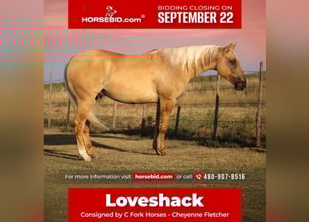 American Quarter Horse, Castrone, 3 Anni, 147 cm, Dunalino