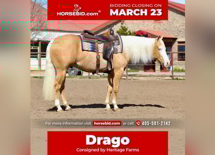 American Quarter Horse, Castrone, 3 Anni, 147 cm, Palomino