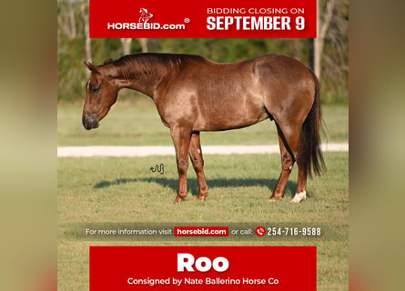 American Quarter Horse, Castrone, 3 Anni, 147 cm, Roano rosso