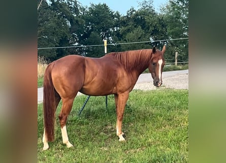 American Quarter Horse, Castrone, 3 Anni, 147 cm, Sauro