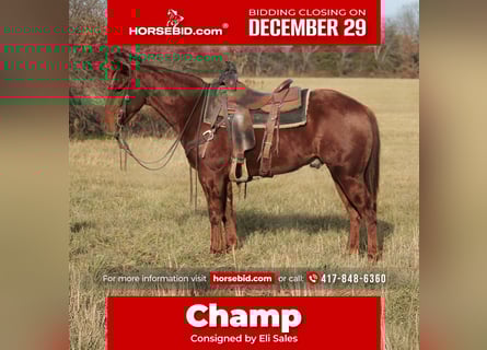 American Quarter Horse, Castrone, 3 Anni, 147 cm, Sauro ciliegia