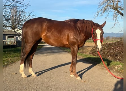 American Quarter Horse, Castrone, 3 Anni, 147 cm, Sauro scuro