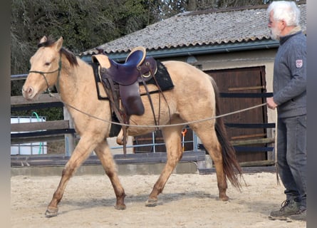 American Quarter Horse, Castrone, 3 Anni, 148 cm, Champagne