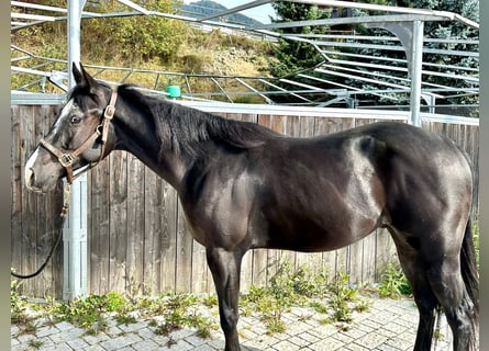 American Quarter Horse, Castrone, 3 Anni, 150 cm, Morello