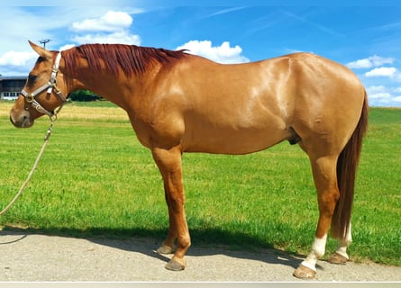American Quarter Horse, Castrone, 3 Anni, 150 cm, Red dun