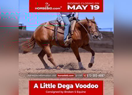 American Quarter Horse, Castrone, 3 Anni, 150 cm, Sauro ciliegia