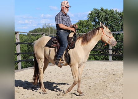American Quarter Horse, Castrone, 3 Anni, 152 cm, Champagne