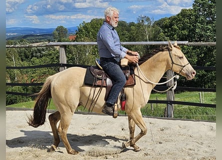 American Quarter Horse, Castrone, 3 Anni, 152 cm, Champagne