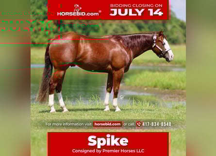 American Quarter Horse, Castrone, 3 Anni, 152 cm, Sauro ciliegia