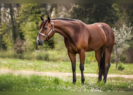 American Quarter Horse, Castrone, 3 Anni, 153 cm, Baio scuro