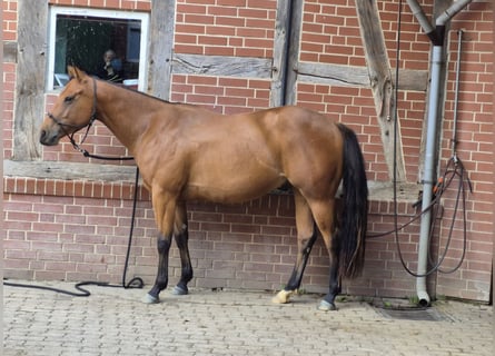 American Quarter Horse, Castrone, 3 Anni, 155 cm, Baio
