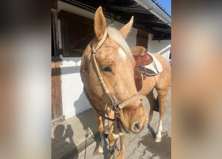 American Quarter Horse, Castrone, 3 Anni, 155 cm, Palomino