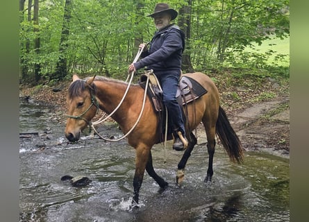 American Quarter Horse, Castrone, 3 Anni, 155 cm, Pelle di daino
