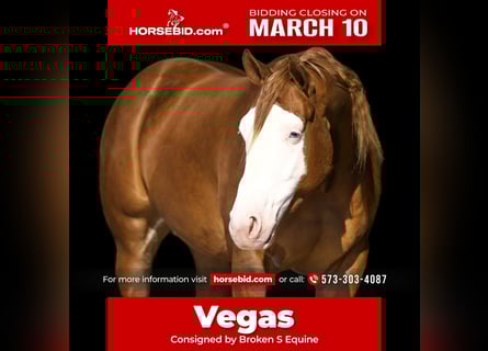 American Quarter Horse, Castrone, 3 Anni, 155 cm, Red dun
