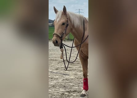 American Quarter Horse, Castrone, 3 Anni, 156 cm, Palomino