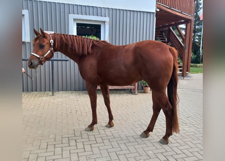 American Quarter Horse, Castrone, 3 Anni, 156 cm, Sauro