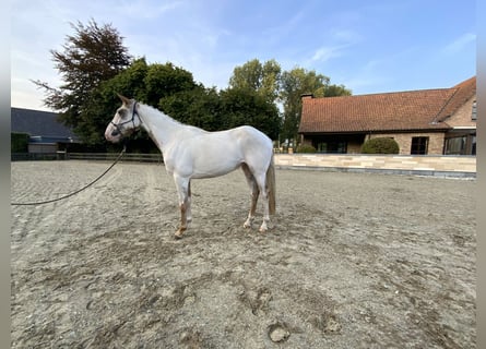 American Quarter Horse, Castrone, 3 Anni, 156 cm, Tovero-tutti i colori